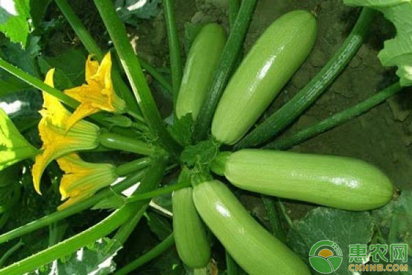 西葫蘆幾月播種？-圖片版權(quán)歸惠農(nóng)網(wǎng)所有