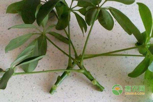 植物生根劑的配制方法-圖片版權歸惠農(nóng)網(wǎng)所有