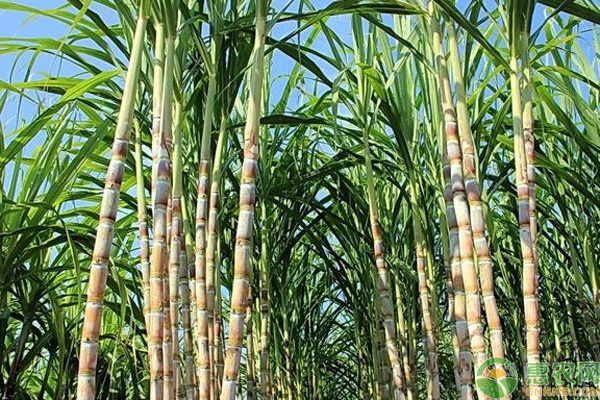甘蔗什么時(shí)候種植合適？-圖片版權(quán)歸惠農(nóng)網(wǎng)所有