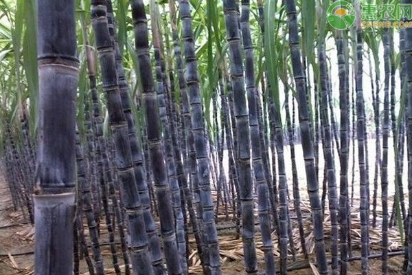 甘蔗什么時(shí)候種植合適？-圖片版權(quán)歸惠農(nóng)網(wǎng)所有