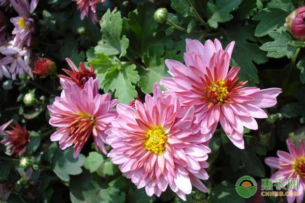 菊花種植方法和時間-圖片版權(quán)歸惠農(nóng)網(wǎng)所有