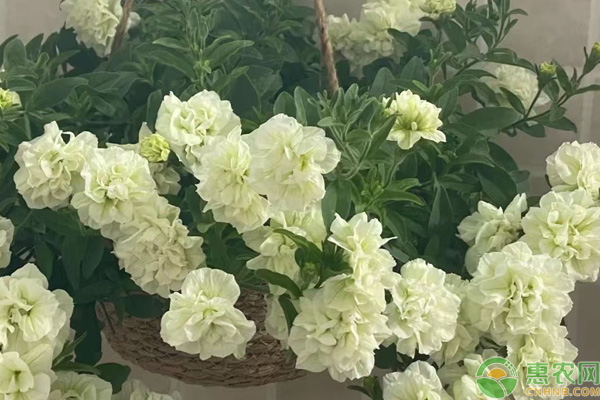 矮牽牛播種時間和方法-圖片版權歸惠農網所有