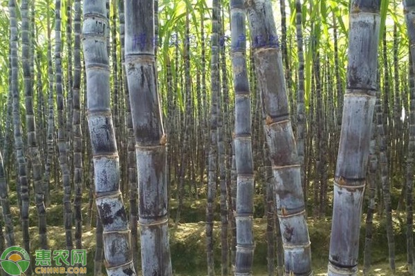 甘蔗什么時(shí)候種植合適？-圖片版權(quán)歸惠農(nóng)網(wǎng)所有