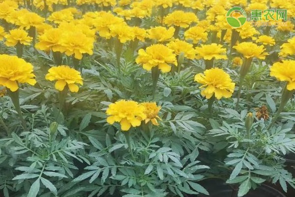 菊花種植方法和時間-圖片版權(quán)歸惠農(nóng)網(wǎng)所有