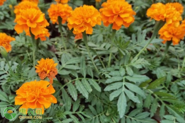 菊花種植方法和時間-圖片版權(quán)歸惠農(nóng)網(wǎng)所有