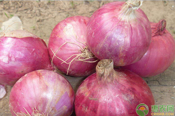 洋蔥什么時(shí)候種植最好？-圖片版權(quán)歸惠農(nóng)網(wǎng)所有