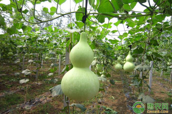 葫蘆幾月份播種最好？-圖片版權(quán)歸惠農(nóng)網(wǎng)所有