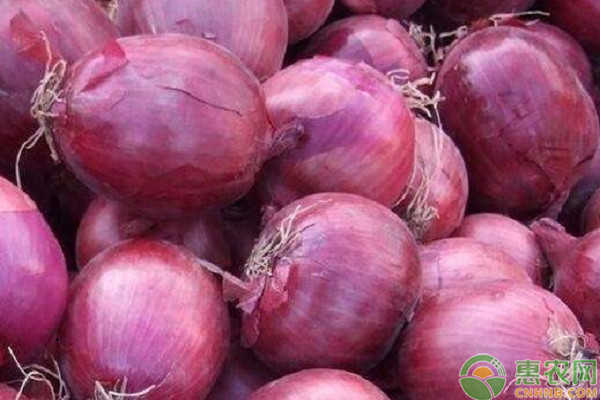洋蔥什么時(shí)候種植最好？-圖片版權(quán)歸惠農(nóng)網(wǎng)所有