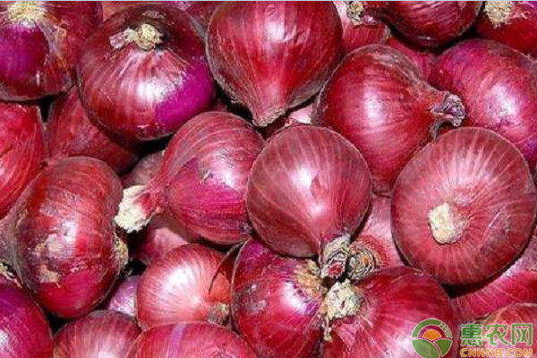 洋蔥什么時(shí)候種植最好？-圖片版權(quán)歸惠農(nóng)網(wǎng)所有