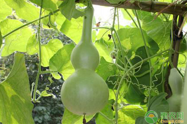 葫蘆幾月份播種最好？-圖片版權(quán)歸惠農(nóng)網(wǎng)所有