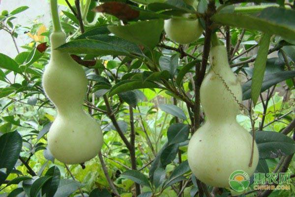 葫蘆幾月份播種最好？-圖片版權(quán)歸惠農(nóng)網(wǎng)所有