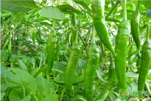 幾月種辣椒最合適？-圖片版權(quán)歸惠農(nóng)網(wǎng)所有