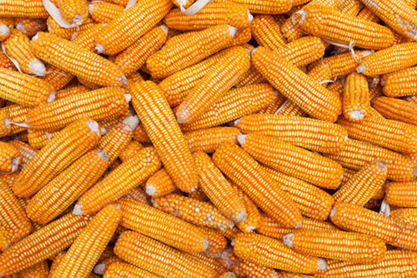 今日玉米价格多少钱一斤？2024年3月玉米行情如何？