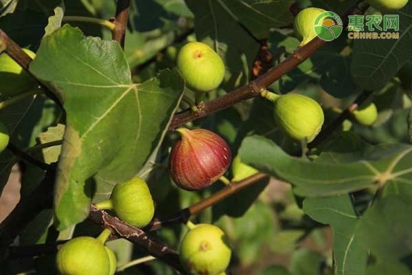 無花果什么時候種植最好？-圖片版權(quán)歸惠農(nóng)網(wǎng)所有