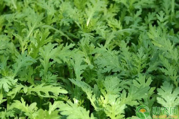 茼蒿菜幾月份播種最好?-圖片版權(quán)歸惠農(nóng)網(wǎng)所有