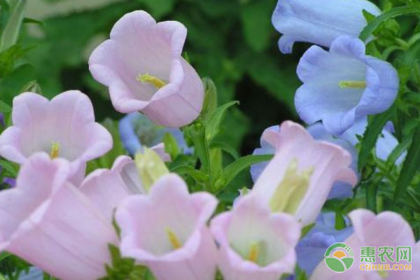 鈴蘭什么時(shí)候種植最好？-圖片版權(quán)歸惠農(nóng)網(wǎng)所有