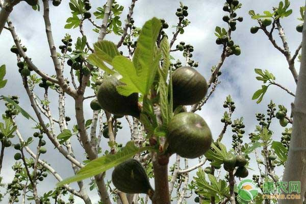 無花果什么時候種植最好？-圖片版權(quán)歸惠農(nóng)網(wǎng)所有
