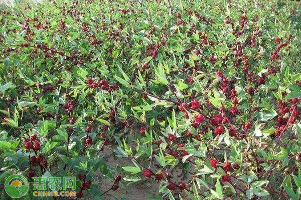 洛神花什么時候種植最好？-圖片版權(quán)歸惠農(nóng)網(wǎng)所有