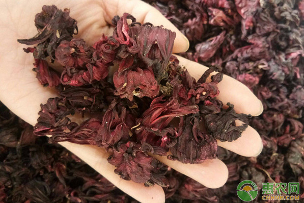 洛神花什么時候種植最好？-圖片版權(quán)歸惠農(nóng)網(wǎng)所有
