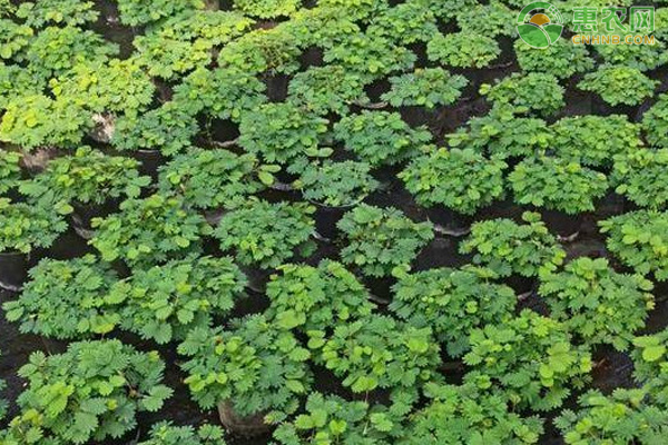 含羞草什么时候播种最好？-图片版权归惠农网所有
