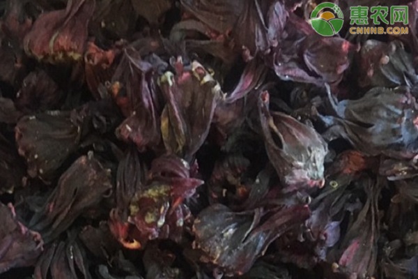洛神花什么時候種植最好？-圖片版權(quán)歸惠農(nóng)網(wǎng)所有