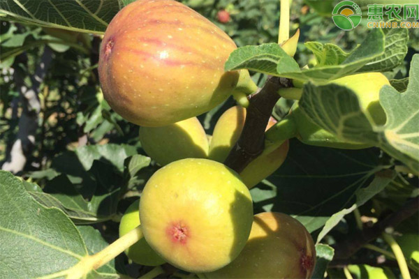 無花果什么時候種植最好？-圖片版權(quán)歸惠農(nóng)網(wǎng)所有
