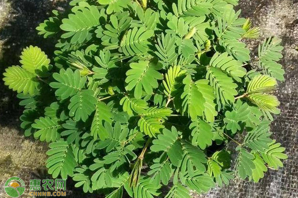 含羞草什么时候播种最好？-图片版权归惠农网所有