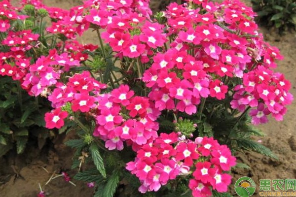 美女櫻幾月份播種最好？-圖片版權(quán)歸惠農(nóng)網(wǎng)所有
