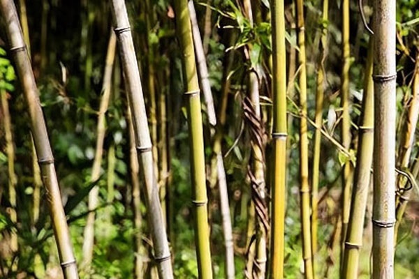 竹子最贵的五大品种