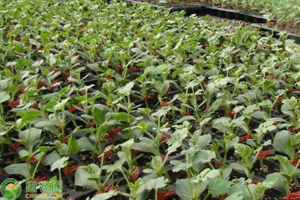 西瓜苗種植方法全過程-圖片版權(quán)歸惠農(nóng)網(wǎng)所有