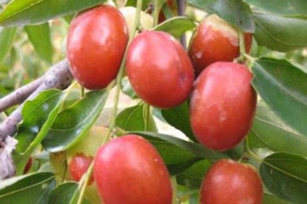 枣树有哪些品种？