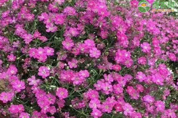 滿天星什么時候種植最好？-圖片版權(quán)歸惠農(nóng)網(wǎng)所有