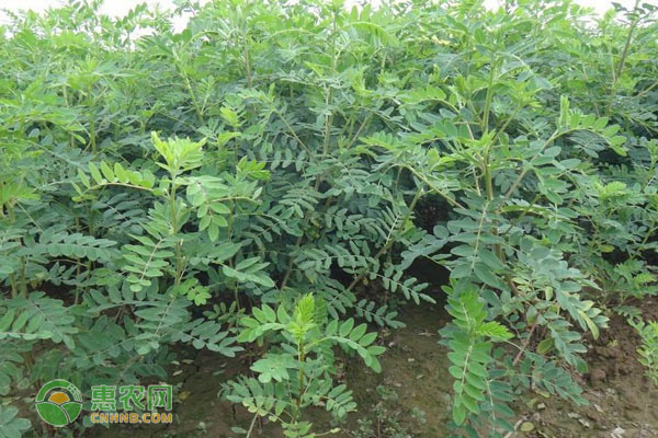 黃芪什么時(shí)候種植最好？-圖片版權(quán)歸惠農(nóng)網(wǎng)所有