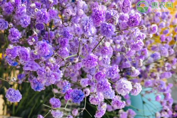 滿天星什么時候種植最好？-圖片版權(quán)歸惠農(nóng)網(wǎng)所有