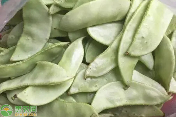 扁豆幾月份播種最適合？-圖片版權(quán)歸惠農(nóng)網(wǎng)所有