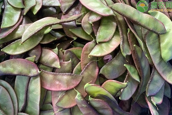 扁豆幾月份播種最適合？-圖片版權(quán)歸惠農(nóng)網(wǎng)所有