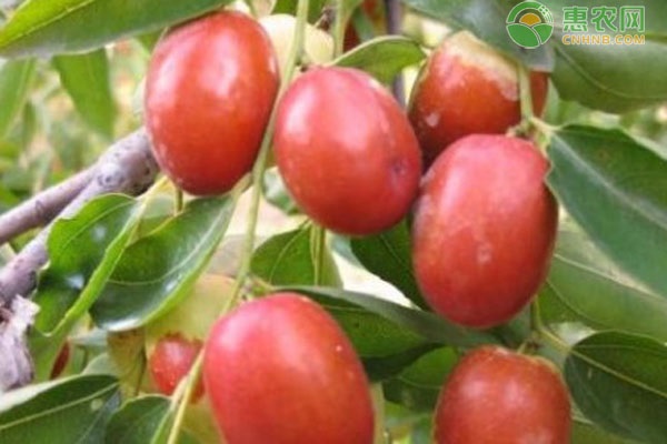 棗樹怎么種？-圖片版權(quán)歸惠農(nóng)網(wǎng)所有