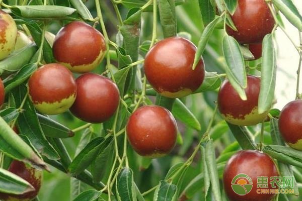 棗樹怎么種？-圖片版權(quán)歸惠農(nóng)網(wǎng)所有