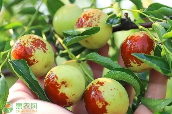 棗樹怎么種？-圖片版權(quán)歸惠農(nóng)網(wǎng)所有
