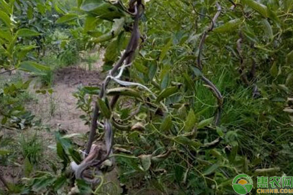 棗樹怎么繁殖？-圖片版權(quán)歸惠農(nóng)網(wǎng)所有