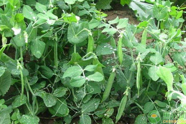 荷蘭豆什么時(shí)候播種最合適？-圖片版權(quán)歸惠農(nóng)網(wǎng)所有