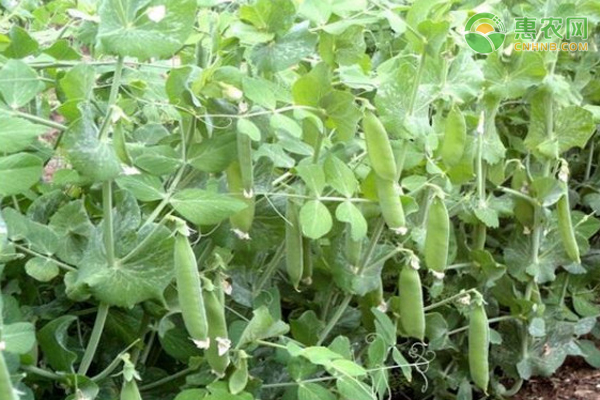 荷蘭豆什么時(shí)候播種最合適？-圖片版權(quán)歸惠農(nóng)網(wǎng)所有