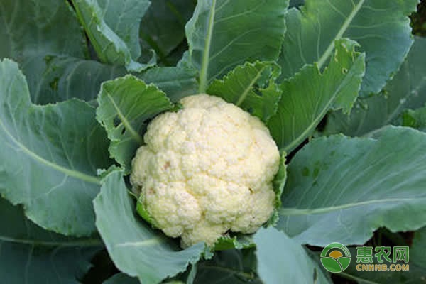花菜什么時候播種最合適?-圖片版權(quán)歸惠農(nóng)網(wǎng)所有