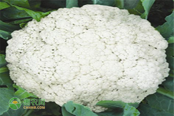 花菜什么時候播種最合適?-圖片版權(quán)歸惠農(nóng)網(wǎng)所有