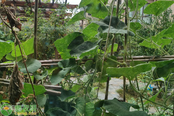 葫蘆籽什么時(shí)候種植最好？-圖片版權(quán)歸惠農(nóng)網(wǎng)所有