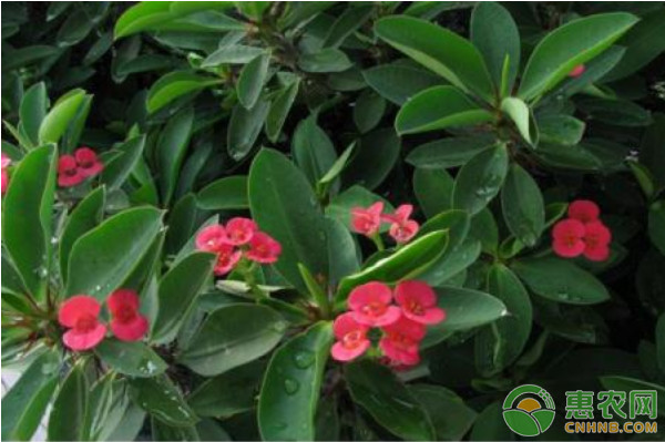 春天適合種什么花？-圖片版權(quán)歸惠農(nóng)網(wǎng)所有