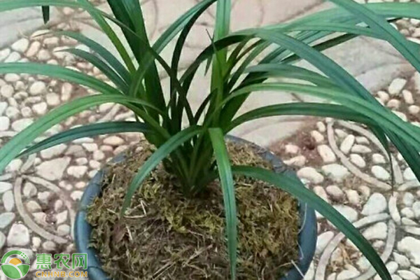 蘭花好養(yǎng)嗎？怎么養(yǎng)蘭花？-圖片版權(quán)歸惠農(nóng)網(wǎng)所有