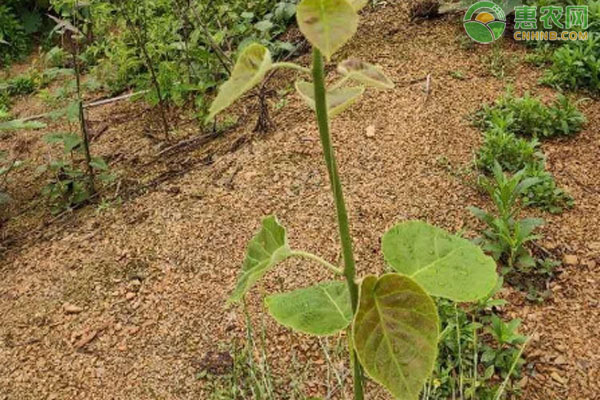 獼猴桃1一3年的幼苗管理-圖片版權(quán)歸惠農(nóng)網(wǎng)所有