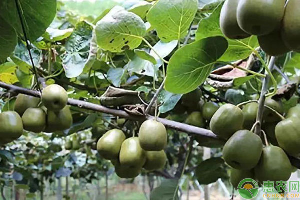 獼猴桃1一3年的幼苗管理-圖片版權(quán)歸惠農(nóng)網(wǎng)所有