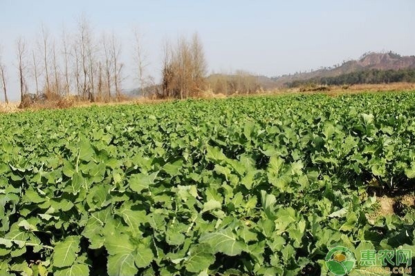 油菜返青施什么肥料好？-圖片版權(quán)歸惠農(nóng)網(wǎng)所有